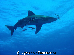 White tip shark.Taken with a nikon slr digital 7900 in a ... by Kyriacos Demetriou 